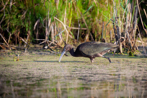 istock The glossy ibis is a water bird in the order Pelecaniformes. 1371963022