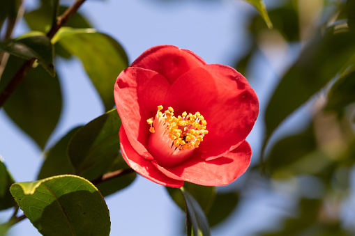 It is a beautiful camellia in Japan.