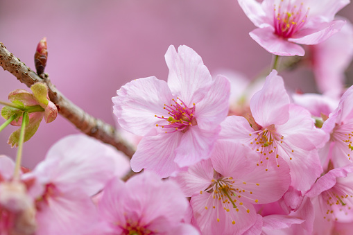 This is a close-up image of the cherry blossoms in full bloom in Japan happily blooming.