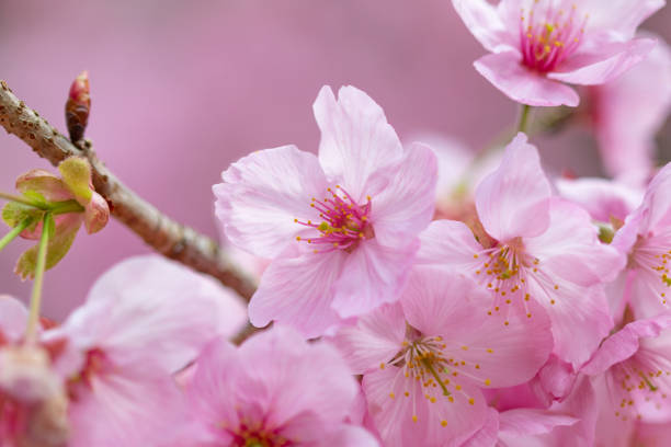 Beautifully blooming Japanese cherry blossoms. This is a close-up image of the cherry blossoms in full bloom in Japan happily blooming. Prunus Serrulata stock pictures, royalty-free photos & images