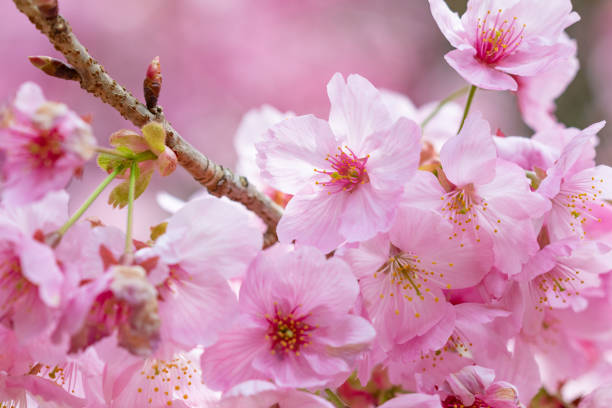 istock Beautifully blooming Japanese cherry blossoms. 1371963388