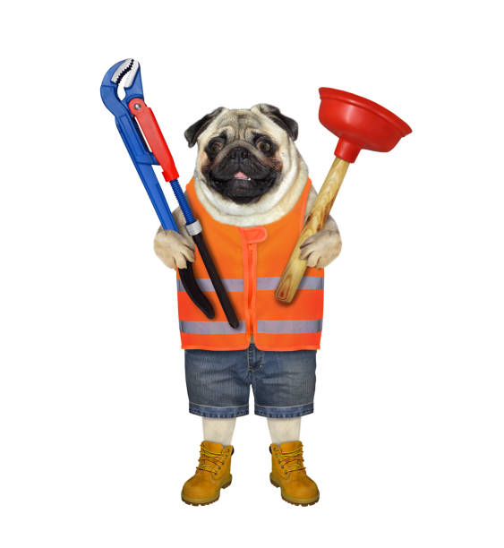 dog pug plumber holds wrench and plunger - holding screwdriver imagens e fotografias de stock