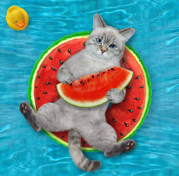 istock Cat ashen on watermelon ring in pool 1371963442