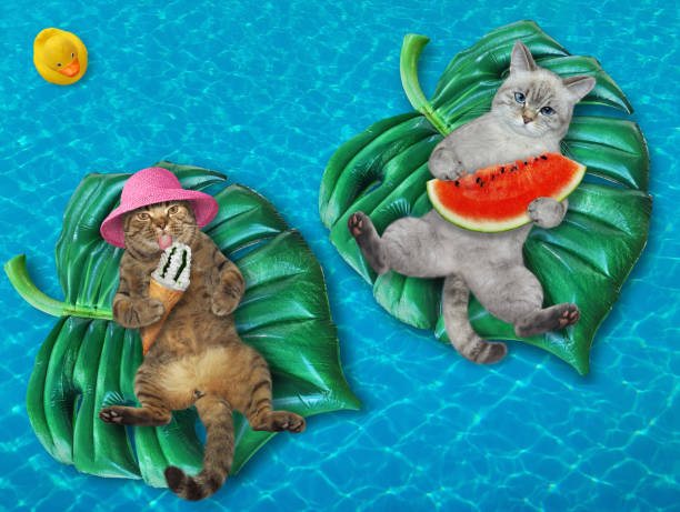 istock Two cats on inflatable leaves in pool 1371963445