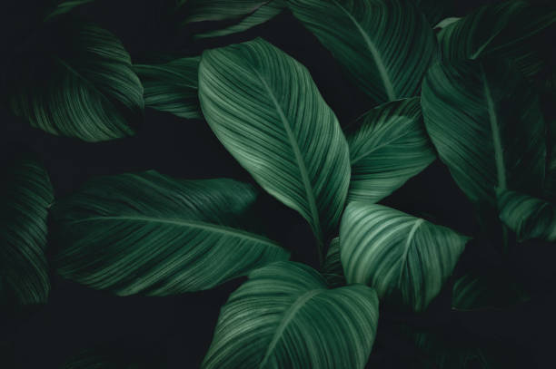 istock abstract green leaf texture, nature background, tropical leaf thailand 1371963810
