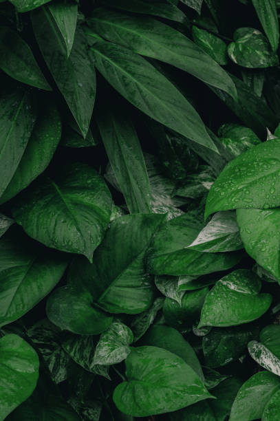istock abstract green leaf texture, nature background, tropical leaf thailand 1371964176
