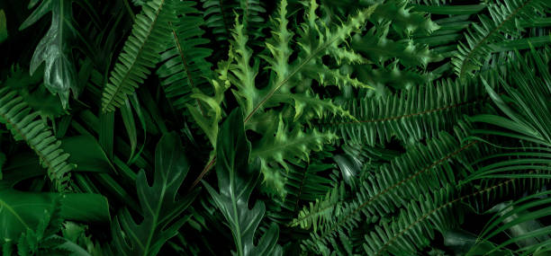 istock Abstract green leaves nature texture background. Creative layout for design 1371964316