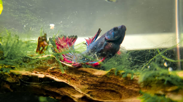 istock Close up of Betta fish 1371964326