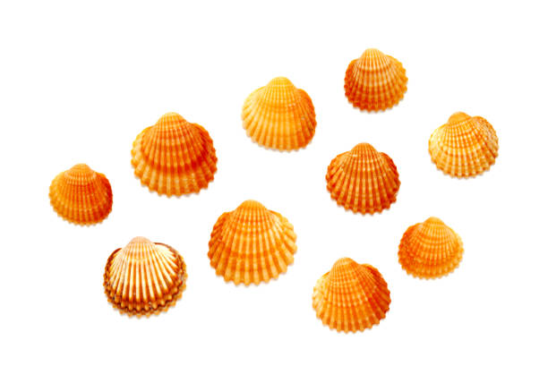 Ark shell, Cockle Seashell dry for recycle material source of Calcium carbonate and mineral.