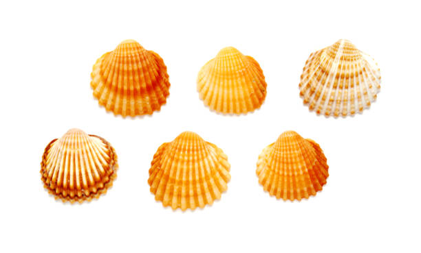 istock Small shells of  juvenile common cockle 1371964464