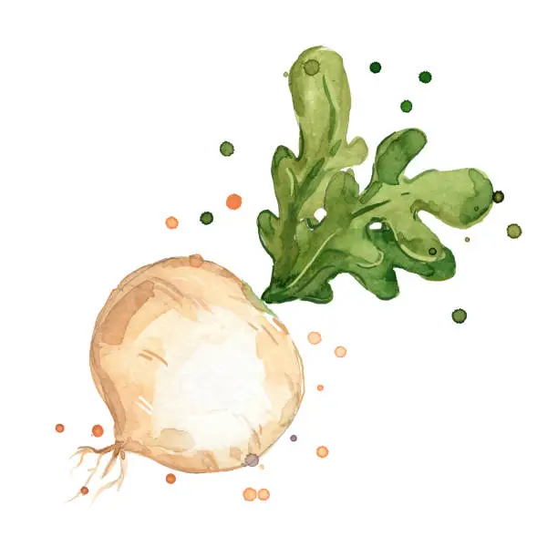 Vector illustration of fresh turnip watercolor painting