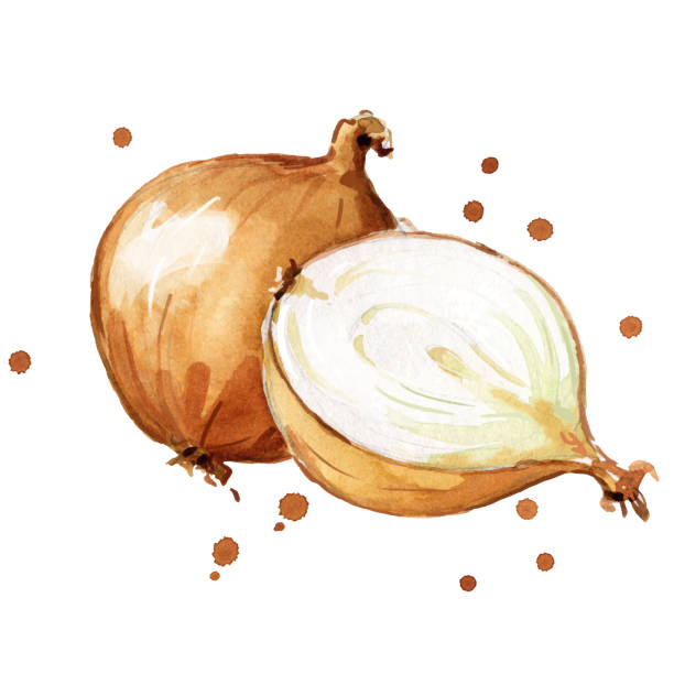 ilustrações, clipart, desenhos animados e ícones de pintura de aquarela de cebolas frescas - onion