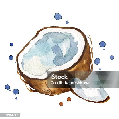 istock fresh open coconut watercolor painting 1371964605