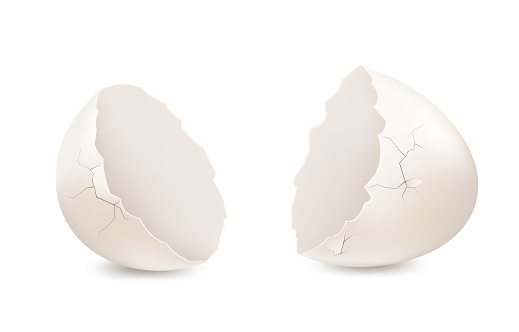 White broken egg on white background, eggshell. Vector.