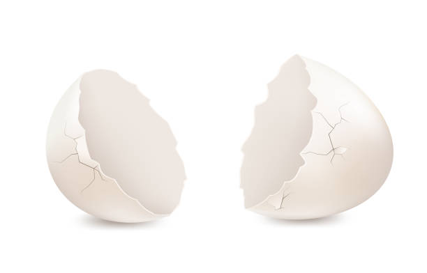 White broken egg on white background, eggshell. Vector. White broken egg on white background, eggshell. Vector. eggshell stock illustrations