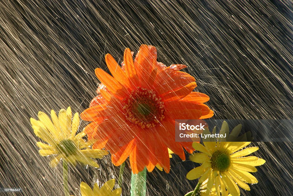 Chuva de flores - Foto de stock de Abril royalty-free