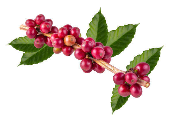 istock Fresh Arabica Coffee beans ripening isolated on white background. 1371966221