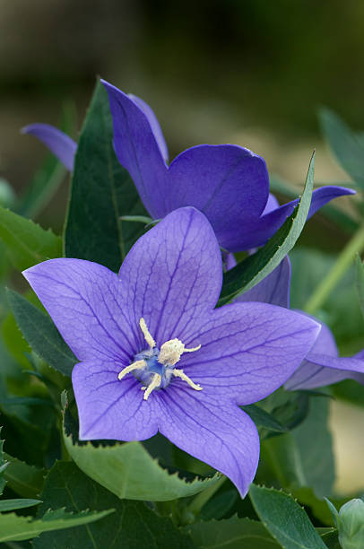 bellflower azul - foto de stock