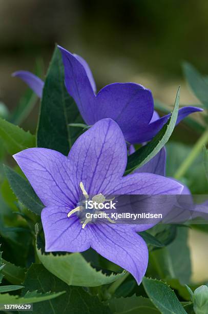 Blue Bellflower Stock Photo - Download Image Now - Balloon Flower, Beauty, Beauty In Nature