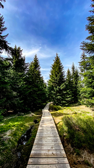 wooden path in the Jizera Mountains forest, Spring time, Czech Republic, Europe
