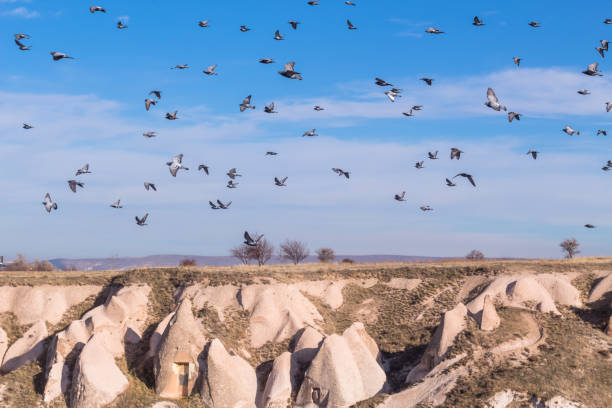 istock flying doves in capadoccia 1371967852