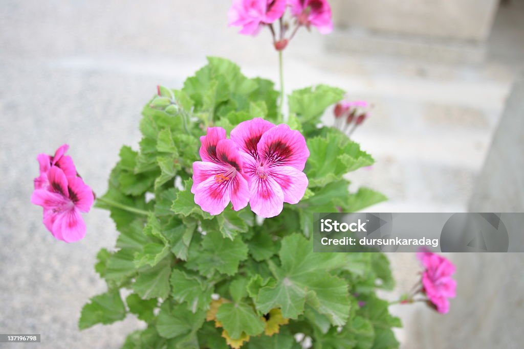 kolorowy kwiat - Zbiór zdjęć royalty-free (Begonia)