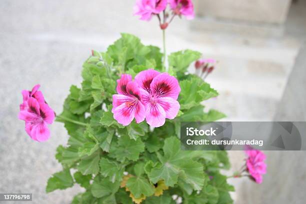 Kolorowy Kwiat - zdjęcia stockowe i więcej obrazów Begonia - Begonia, Bez ludzi, Bezchmurne niebo