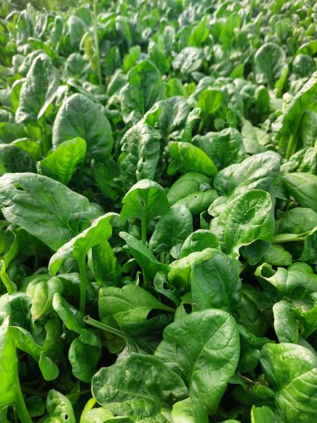 istock Close-up organic spinach on soil 1371968195