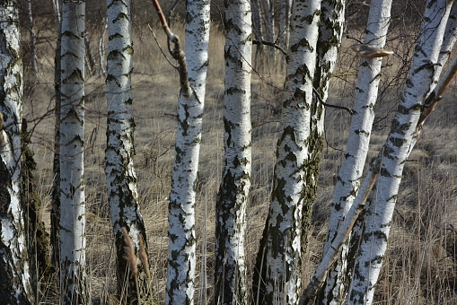 Group of birch trees in sunlight