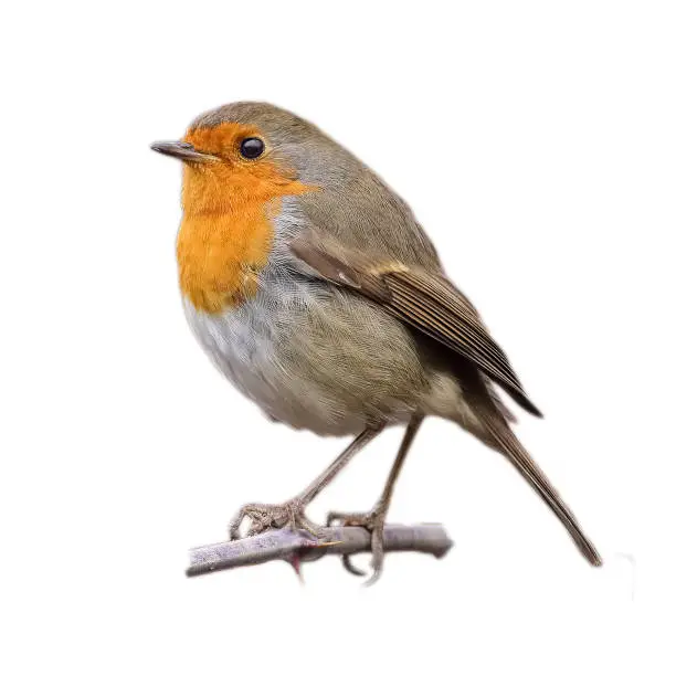 png photo europian robin in nature