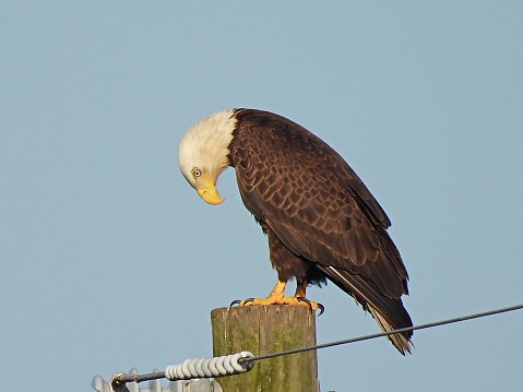 Bald Eagle - profile, looking down