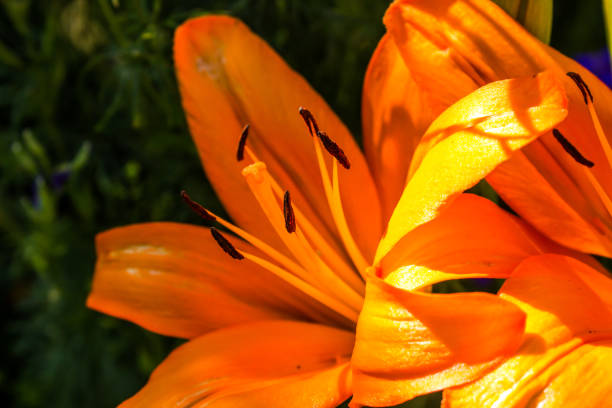 밝은 오렌지 색 아시아 백합의 어두운 장막의 클로즈업 보기 - asiatic lily 뉴스 사진 이미지
