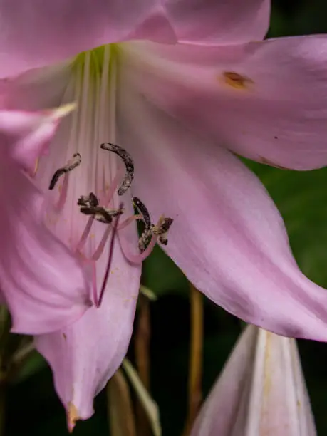 Close-up of the stigma and Styles of a light pink belladonna amaryllis flower.