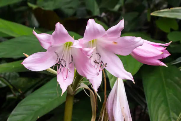 Spectacular light pink flowers of the Amaryllis belladonna, also knows as a Belladonna lily, in a garden in Magoebaskloof, South Africa.