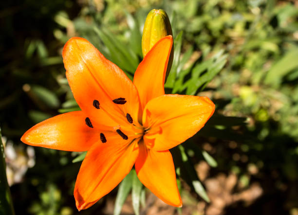 istock An orange Asiatic lily flower 1371971140