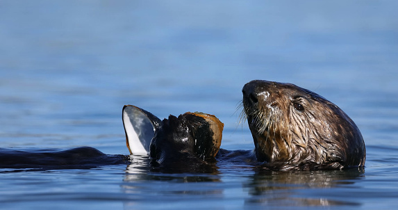 sea otter (Enhydra lutris). Sea otter swimming. Cute sea otter diving in a sea.