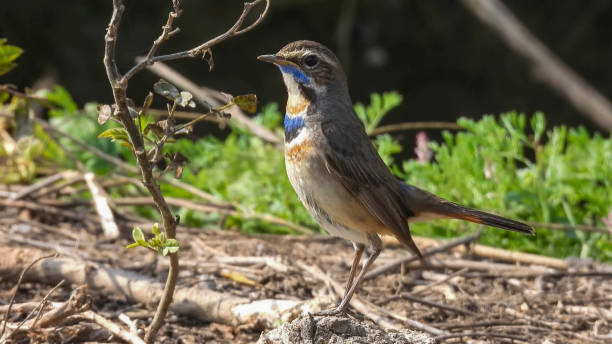 istock bluethroat (Luscinia svecica) is a small passerine bird that was formerly classed as a member of the thrush family Turdidae, but is now more generally considered to be an Old World flycatcher 1371971376