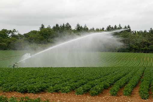 Watering a potato crop