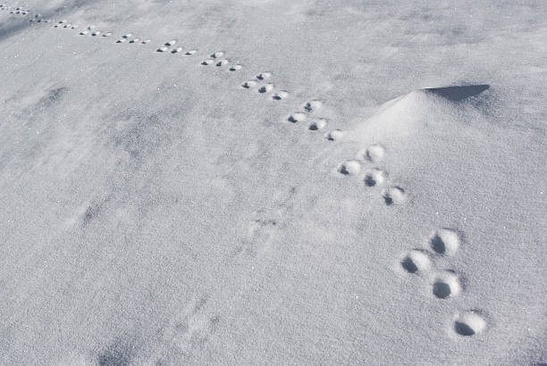 tracks of a rabbit on snow
