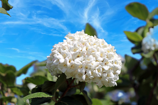Viburnum × carlcephalum - Large-flowered snowball