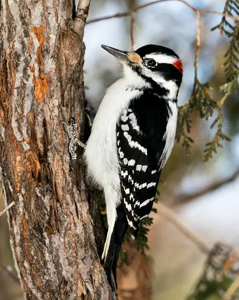 Photo of Woodpecker Stock Photos. Close-up profile view climbing tree trunk and displaying feather plumage in its environment and habitat in the forest with a blur background. Image. Picture. Portrait