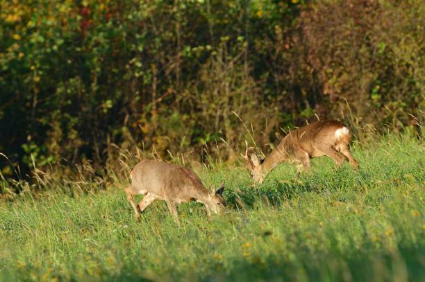 Herd of roe deer and doe walking and grazing on the meadow in summer stock photo