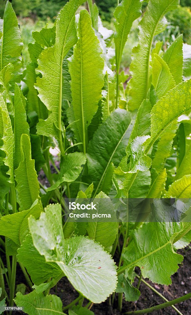 horseradish Plants of horseradish. Care Stock Photo