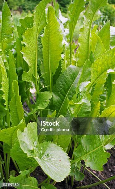 Horseradish Stock Photo - Download Image Now - Care, Crucifers, Food