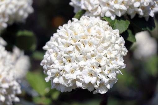 Cape jasmine or garden gardenia flower