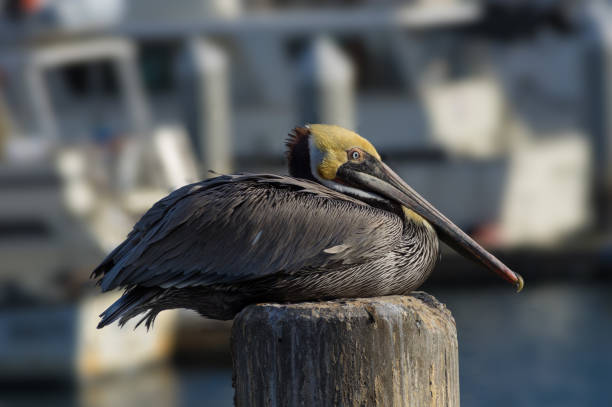 istock Pelican Pelecanus occidentalis 1371975170