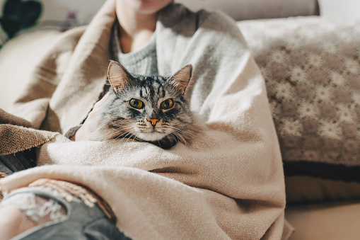 gray fluffy domestic cat is in arms of its owner, girl wrapped in warm blanket, sitting on sofa. concept of loving animals, caring for animals