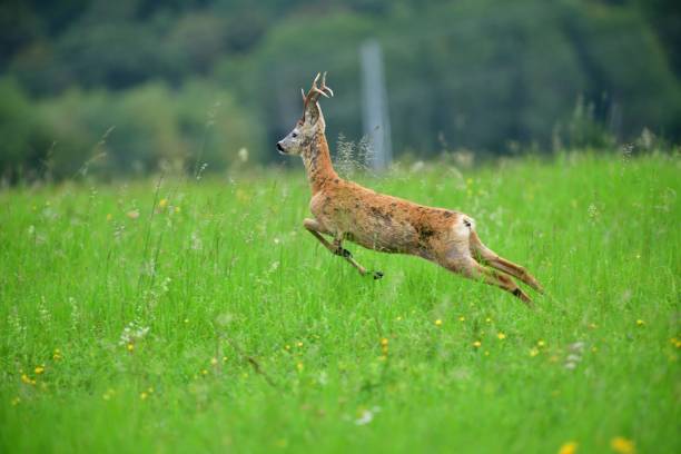 istock Roe deer jumping in the green meadow 1371975632
