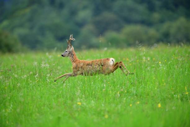 Roe deer jumping in the green meadow stock photo