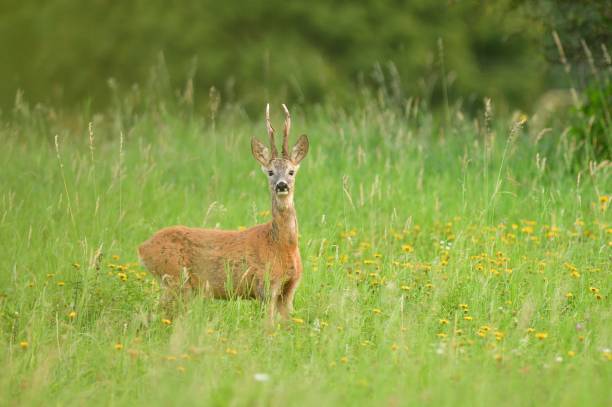Portrait of roe deer with antlers on the meadow in rut season stock photo